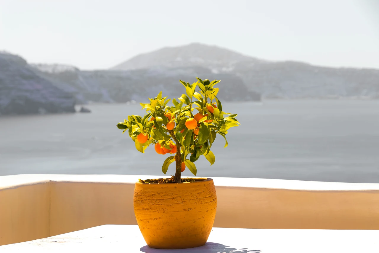 Limoni succosi anche in vaso: la tecnica del taglio triangolare Limoni succosi anche in vaso: la tecnica del taglio triangolare