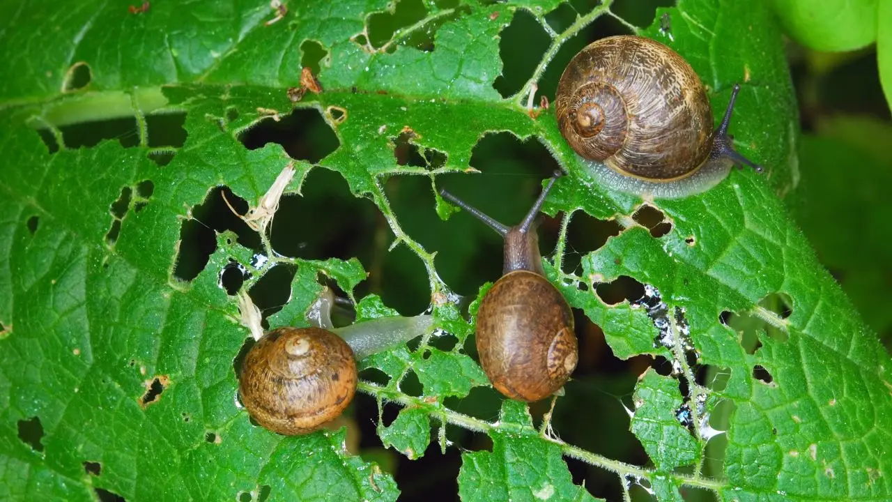 Allontanare le lumache con gli agrumi: il metodo ecologico degli ortisti Allontanare le lumache con gli agrumi: il metodo ecologico degli ortisti