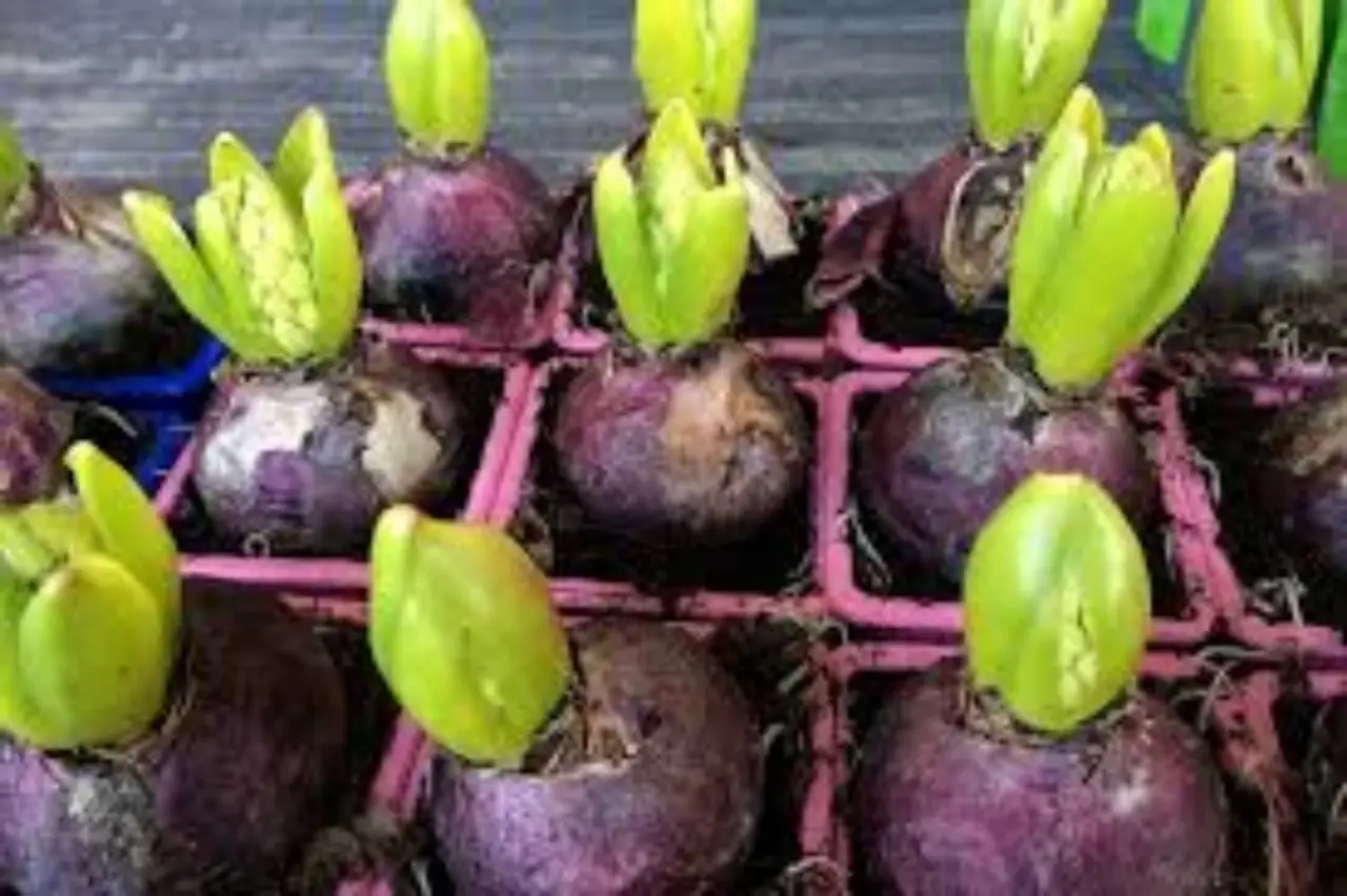 Bulbi primaverili da piantare in autunno: i consigli dei vivaisti Bulbi primaverili da piantare in autunno: i consigli dei vivaisti
