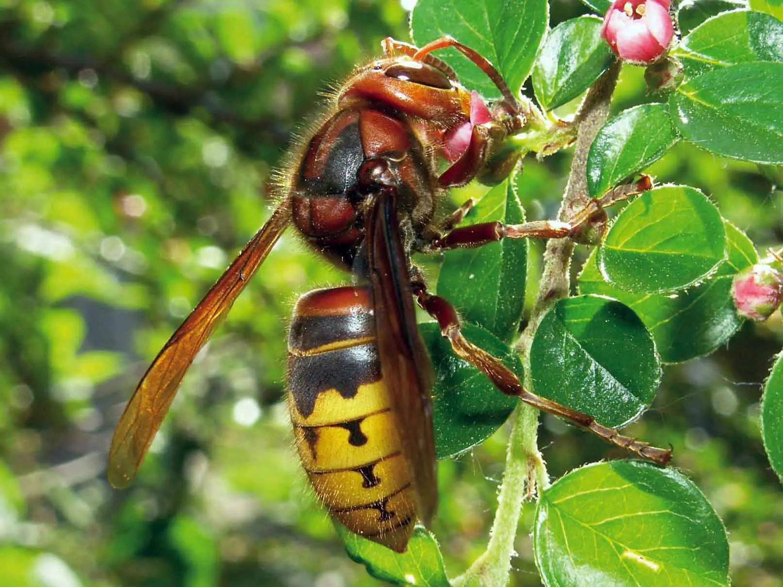 Questa pianta attira le api: ideale per chi ama la biodiversità Questa pianta attira le api: ideale per chi ama la biodiversità
