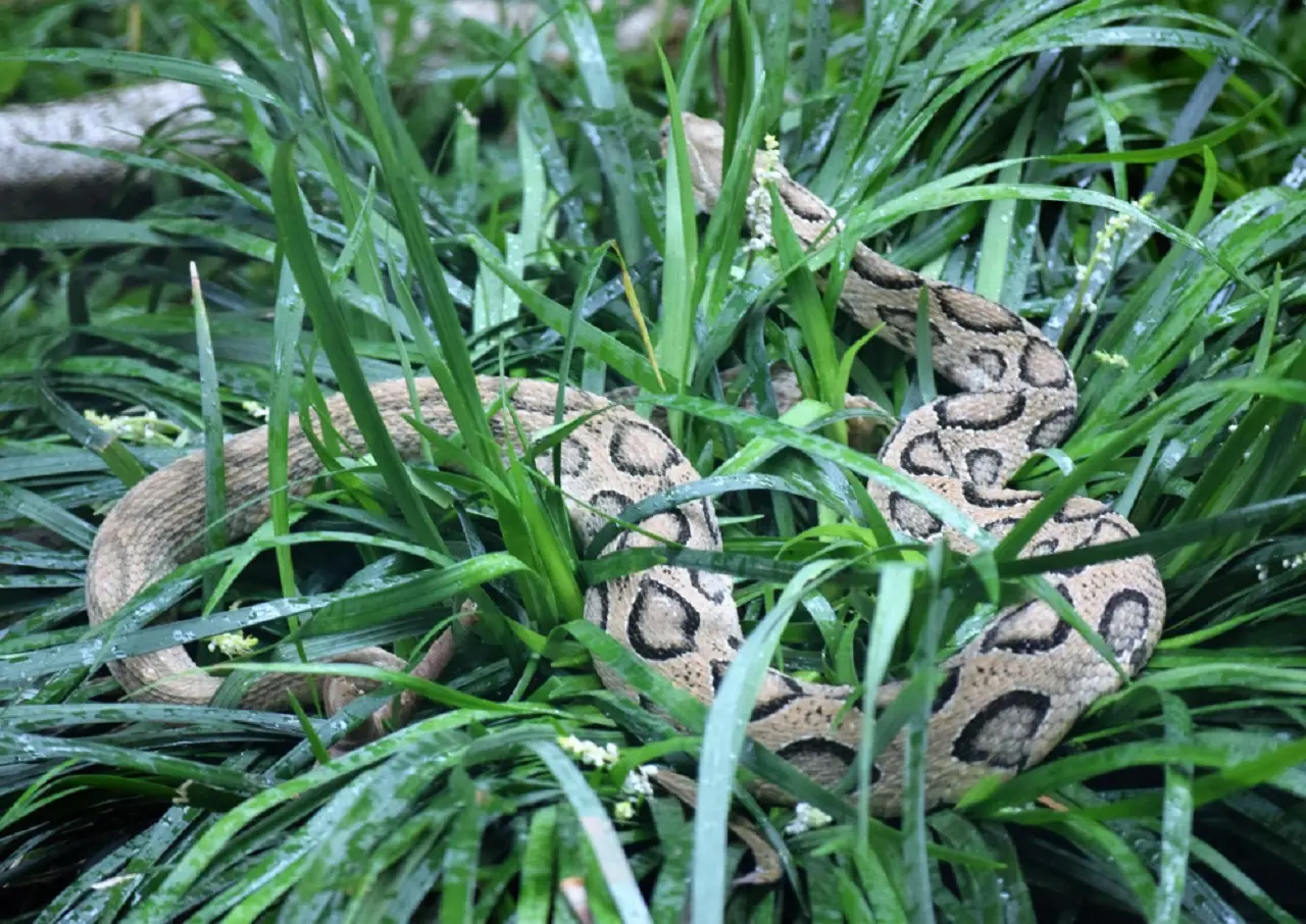 La pianta che tiene lontani i serpenti dal giardino La pianta che tiene lontani i serpenti dal giardino