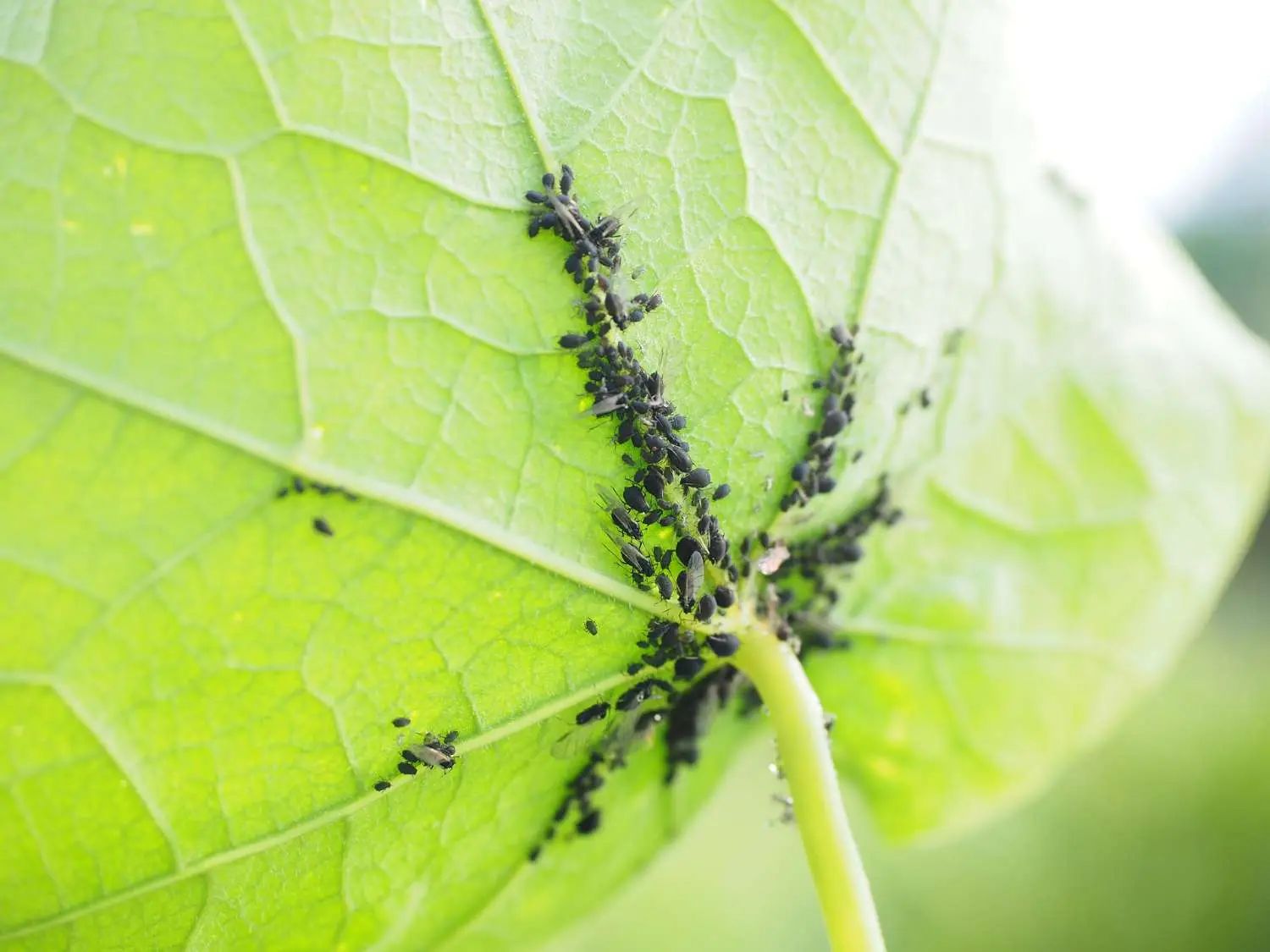 Come eliminare gli afidi senza pesticidi: il rimedio naturale più potente Come eliminare gli afidi senza pesticidi: il rimedio naturale più potente