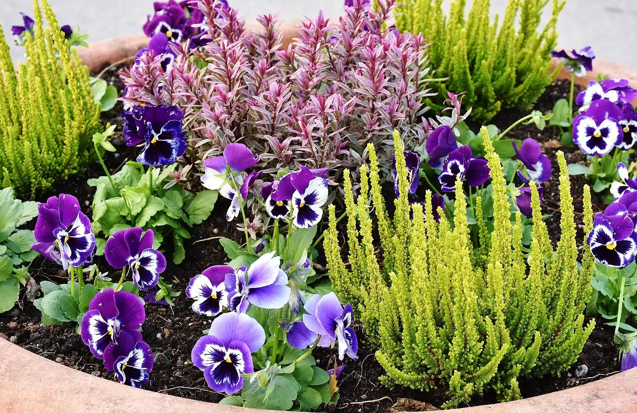 Piante che resistono al sole di giugno: ecco le più forti per il giardino Piante che resistono al sole di giugno: ecco le più forti per il giardino