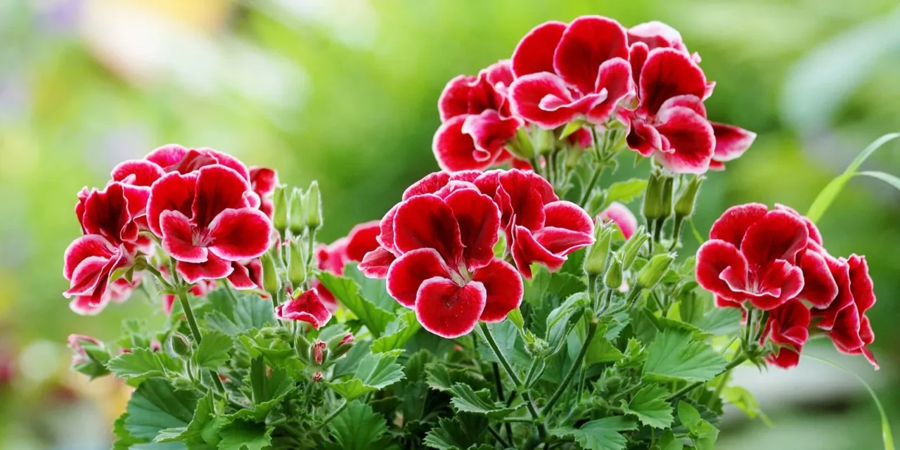 Gerani senza fiori? Ecco cosa manca davvero Gerani senza fiori? Ecco cosa manca davvero