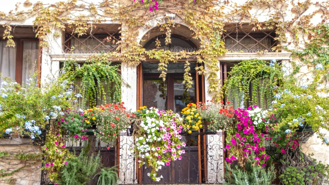 Piante che soffrono il vento: dove non metterle mai sul balcone Piante che soffrono il vento: dove non metterle mai sul balcone