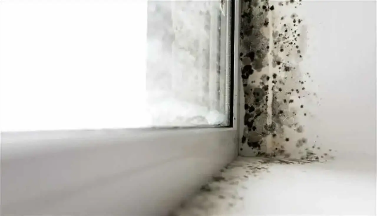 Come eliminare la muffa dalle pareti senza candeggina: il metodo più efficace Come eliminare la muffa dalle pareti senza candeggina: il metodo più efficace
