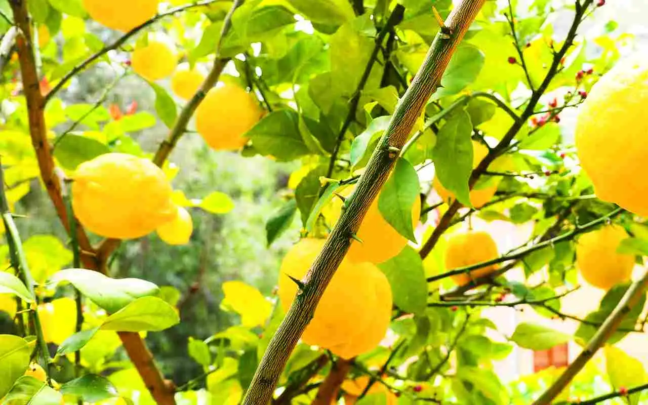 Limoni succosi anche in vaso: la tecnica del taglio triangolare Limoni succosi anche in vaso: la tecnica del taglio triangolare