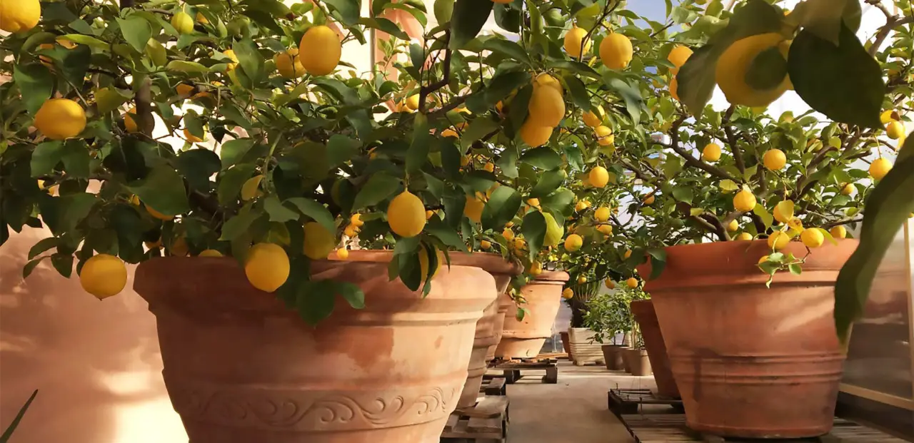 Limoni succosi anche in vaso: la tecnica del taglio triangolare Limoni succosi anche in vaso: la tecnica del taglio triangolare