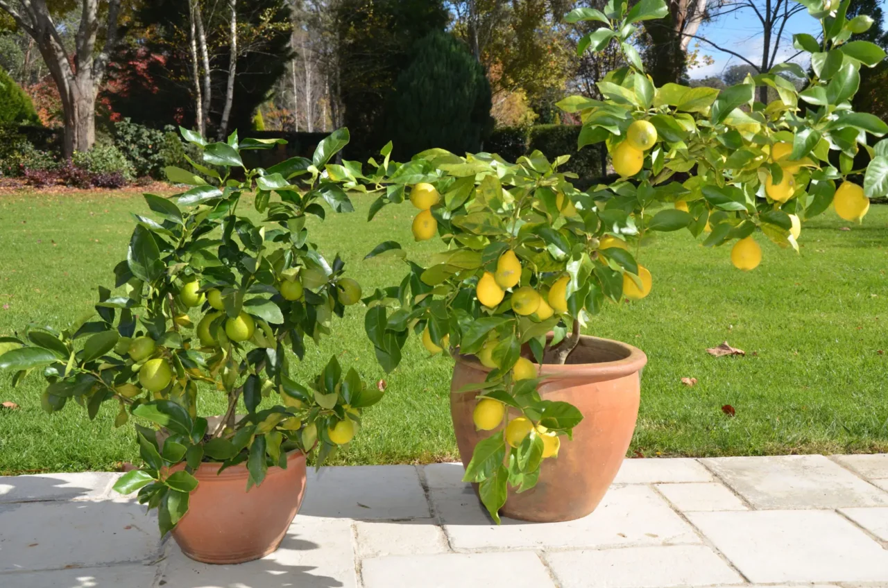 Limoni succosi anche in vaso: la tecnica del taglio triangolare Limoni succosi anche in vaso: la tecnica del taglio triangolare