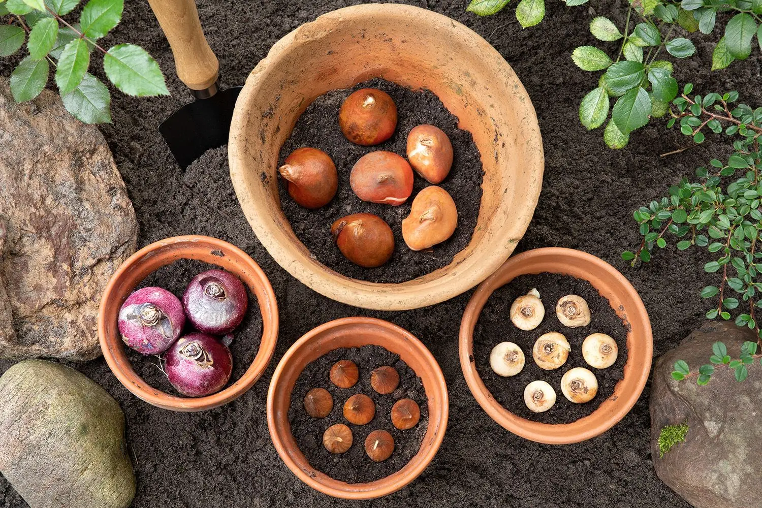Bulbi primaverili da piantare in autunno: i consigli dei vivaisti Bulbi primaverili da piantare in autunno: i consigli dei vivaisti