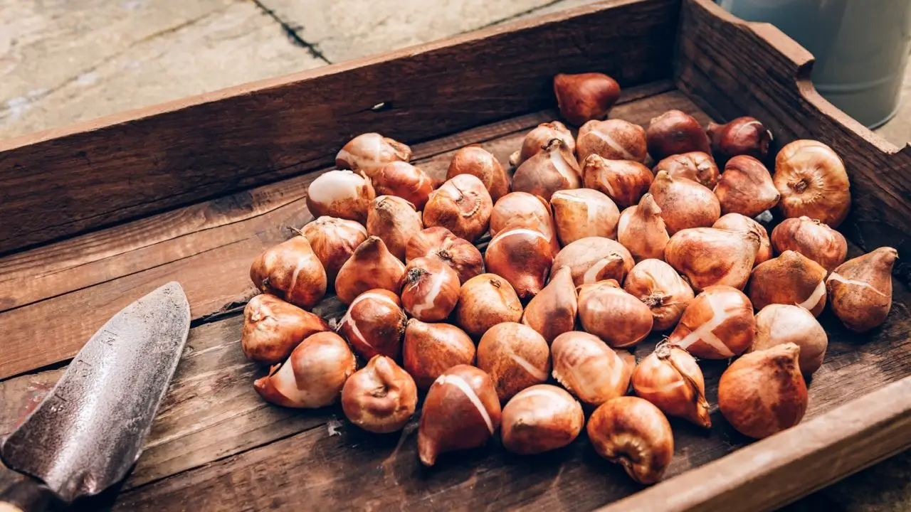 Bulbi primaverili da piantare in autunno: i consigli dei vivaisti Bulbi primaverili da piantare in autunno: i consigli dei vivaisti