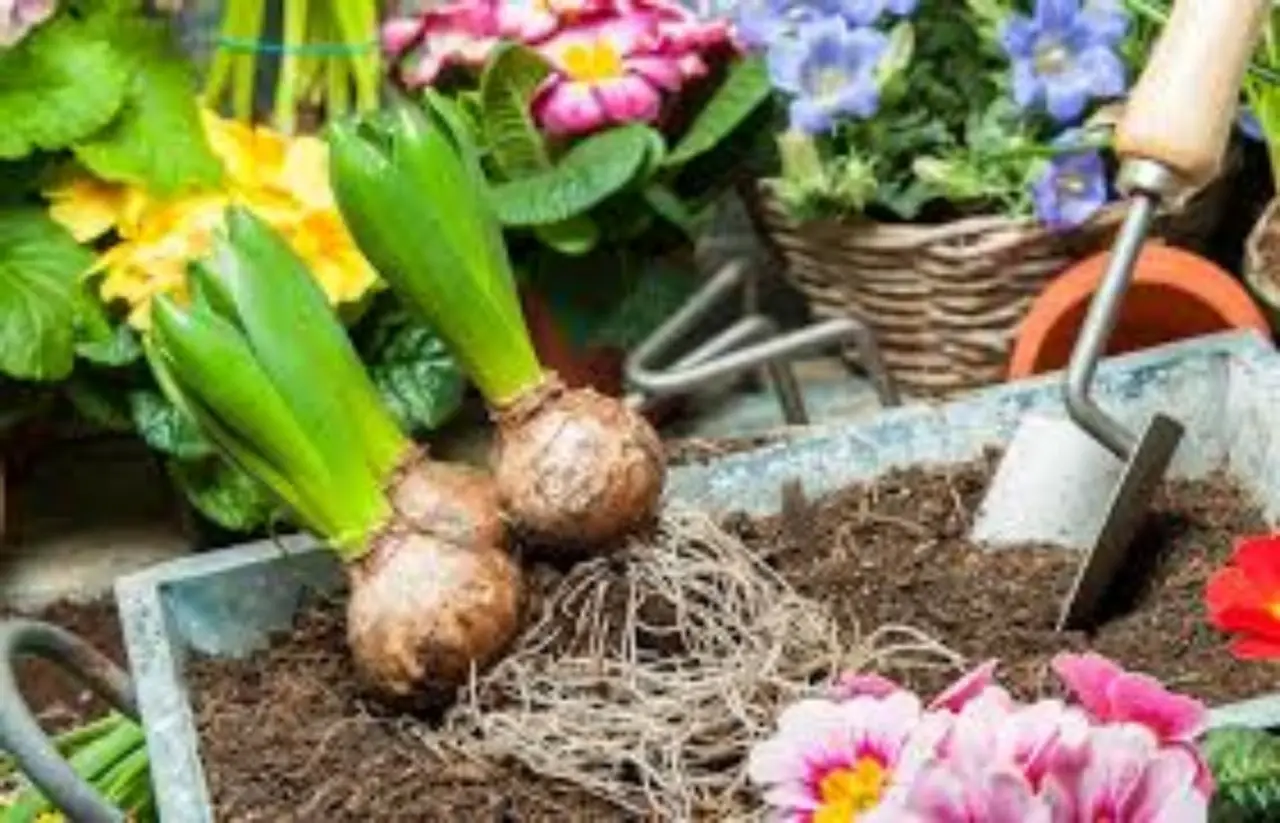 Bulbi primaverili da piantare in autunno: i consigli dei vivaisti Bulbi primaverili da piantare in autunno: i consigli dei vivaisti