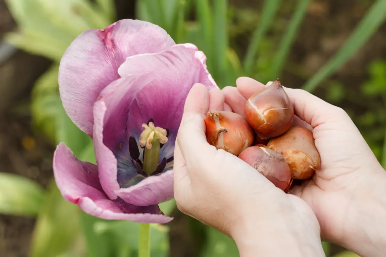 Bulbi primaverili da piantare in autunno: i consigli dei vivaisti Bulbi primaverili da piantare in autunno: i consigli dei vivaisti