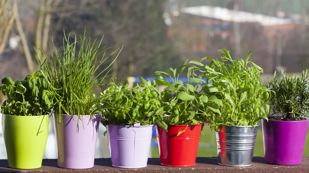 Trucchetto per far durare le erbe aromatiche in vaso tutto l’anno Trucchetto per far durare le erbe aromatiche in vaso tutto l’anno