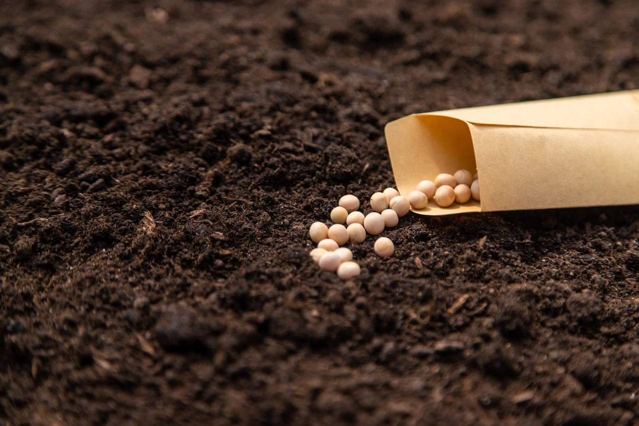 Il trucco del sacchetto di carta per far germogliare semi più velocemente Il trucco del sacchetto di carta per far germogliare semi più velocemente