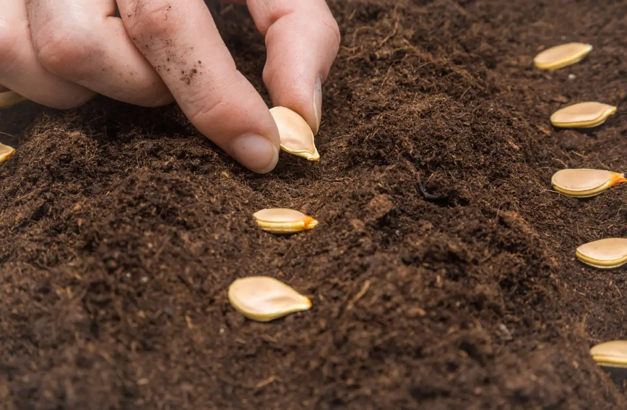 Il trucco del sacchetto di carta per far germogliare semi più velocemente Il trucco del sacchetto di carta per far germogliare semi più velocemente