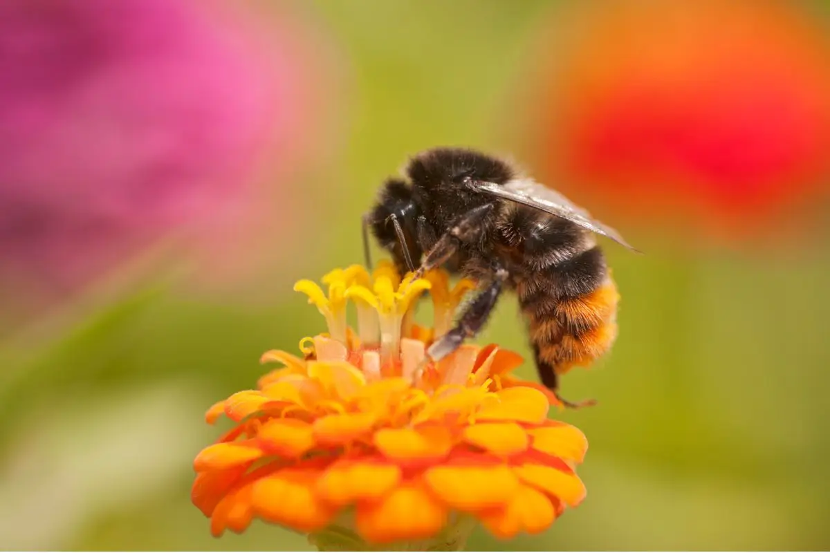 Questa pianta attira le api: ideale per chi ama la biodiversità Questa pianta attira le api: ideale per chi ama la biodiversità