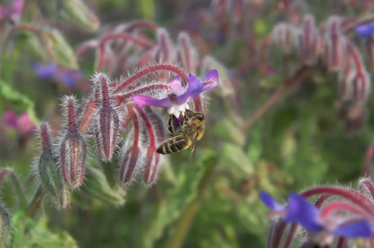 Questa pianta attira le api: ideale per chi ama la biodiversità Questa pianta attira le api: ideale per chi ama la biodiversità