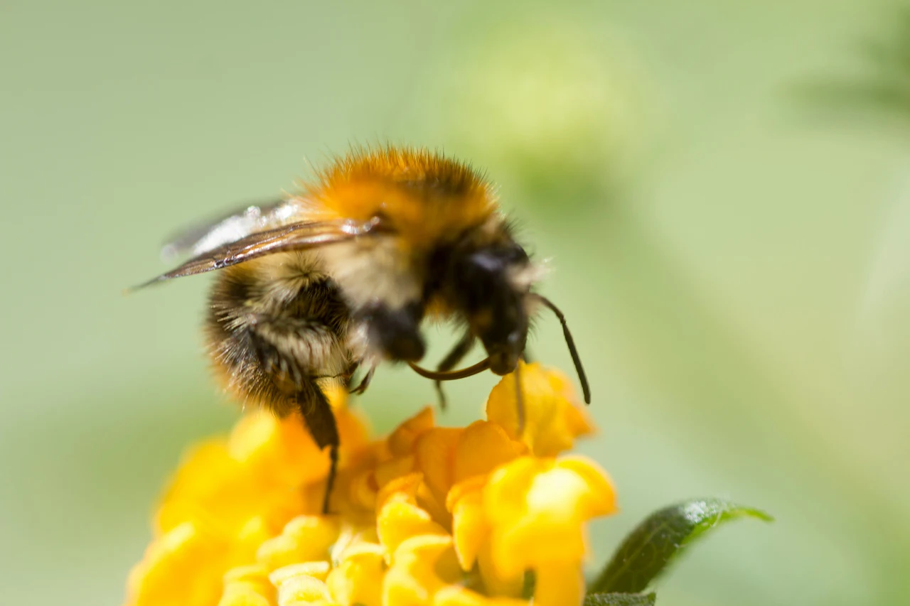Questa pianta attira le api: ideale per chi ama la biodiversità Questa pianta attira le api: ideale per chi ama la biodiversità