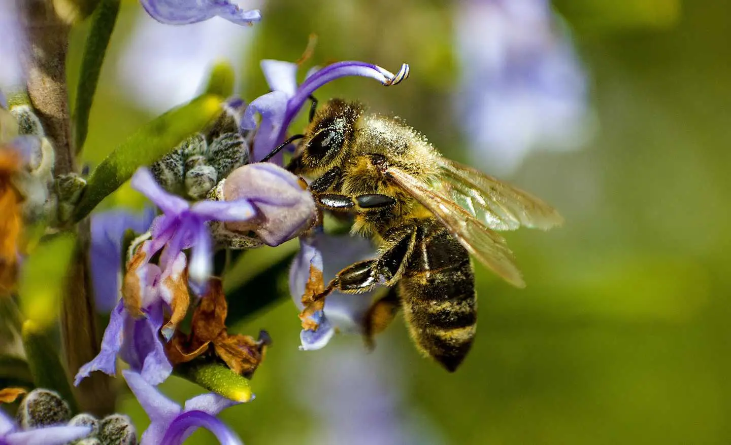 Questa pianta attira le api: ideale per chi ama la biodiversità Questa pianta attira le api: ideale per chi ama la biodiversità