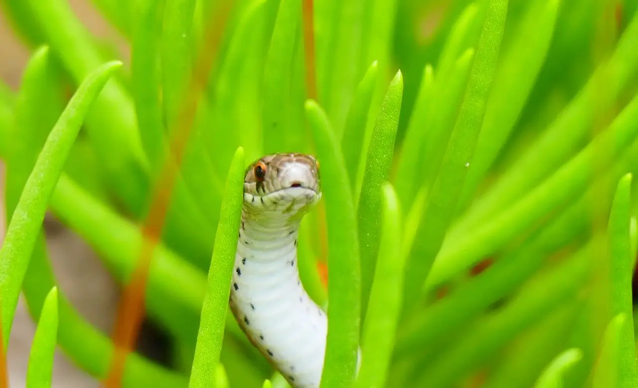 La pianta che tiene lontani i serpenti dal giardino La pianta che tiene lontani i serpenti dal giardino
