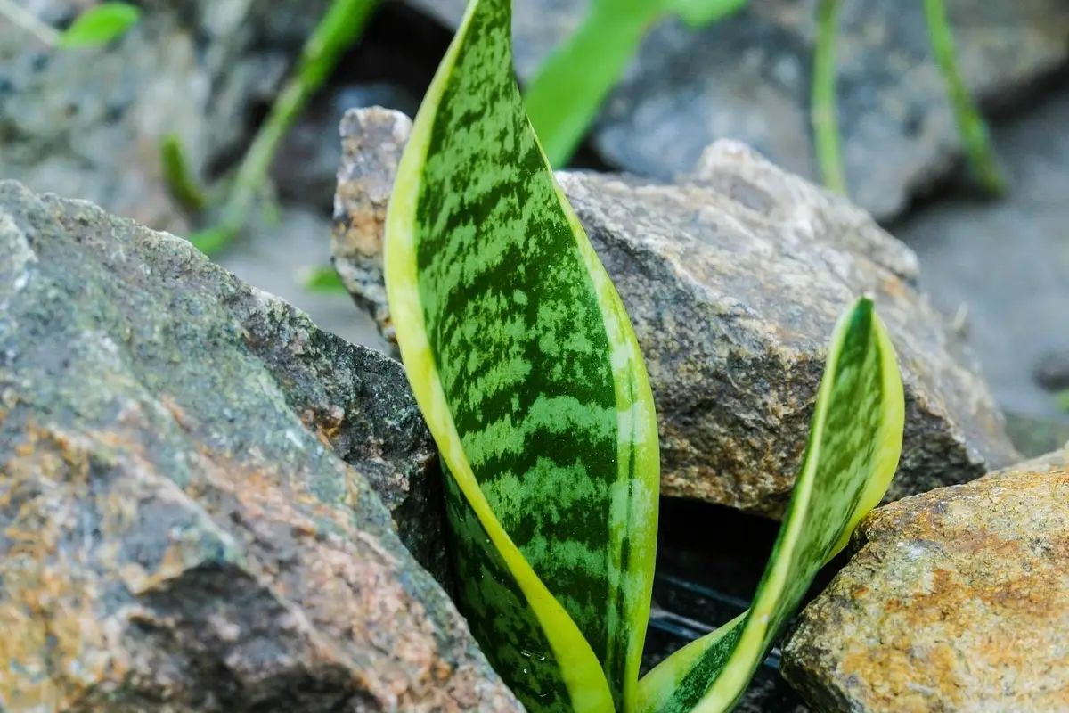 La pianta che tiene lontani i serpenti dal giardino La pianta che tiene lontani i serpenti dal giardino
