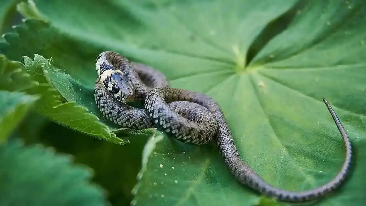 La pianta che tiene lontani i serpenti dal giardino La pianta che tiene lontani i serpenti dal giardino