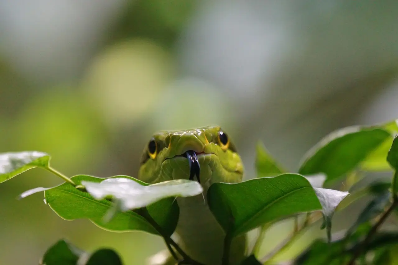 La pianta che tiene lontani i serpenti dal giardino La pianta che tiene lontani i serpenti dal giardino