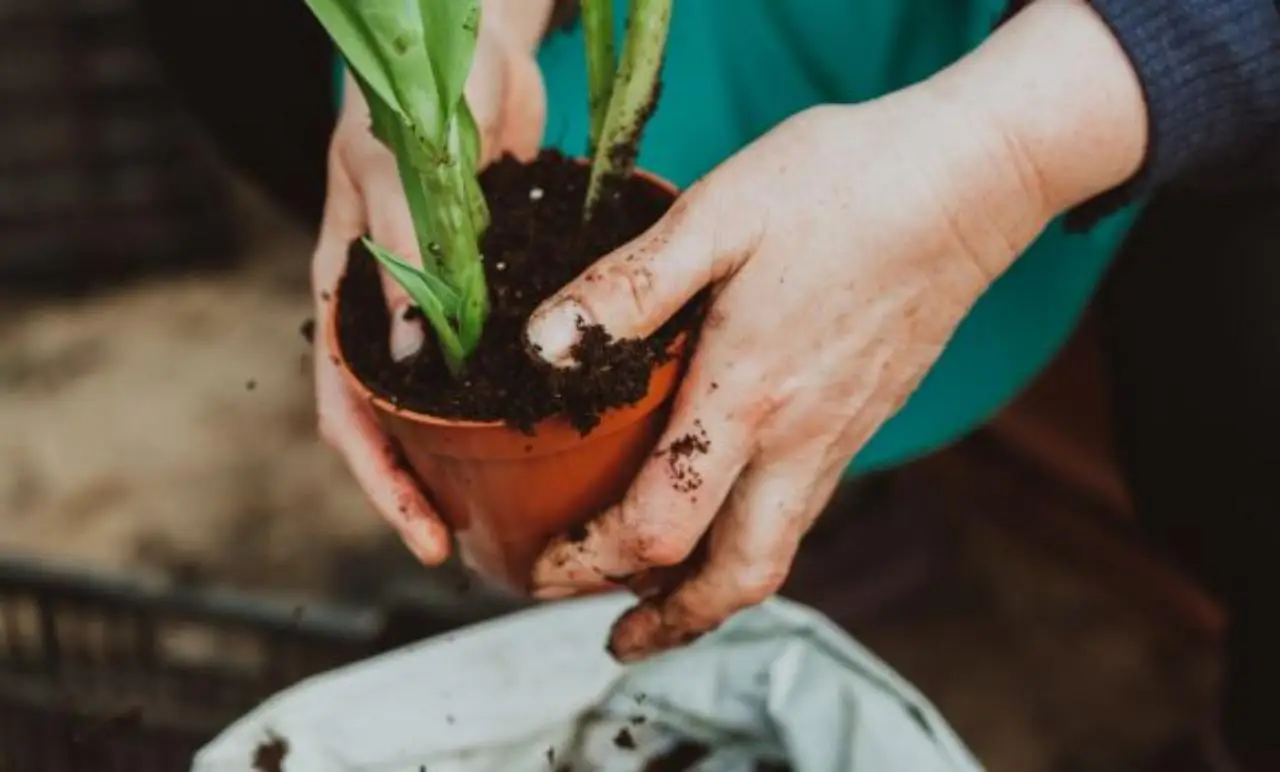 Come usare l’aloe vera direttamente nel terreno Come usare l’aloe vera direttamente nel terreno