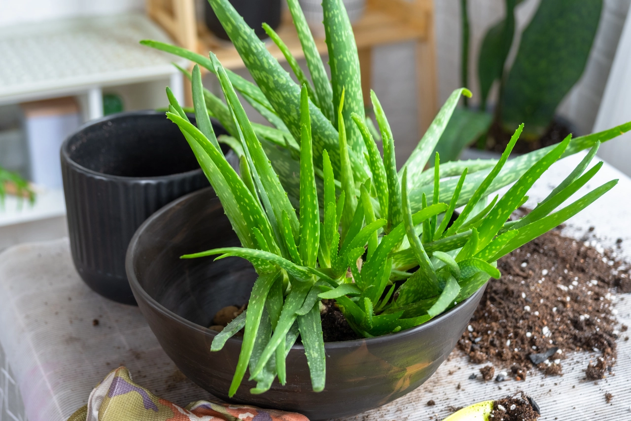 Come usare l’aloe vera direttamente nel terreno Come usare l’aloe vera direttamente nel terreno