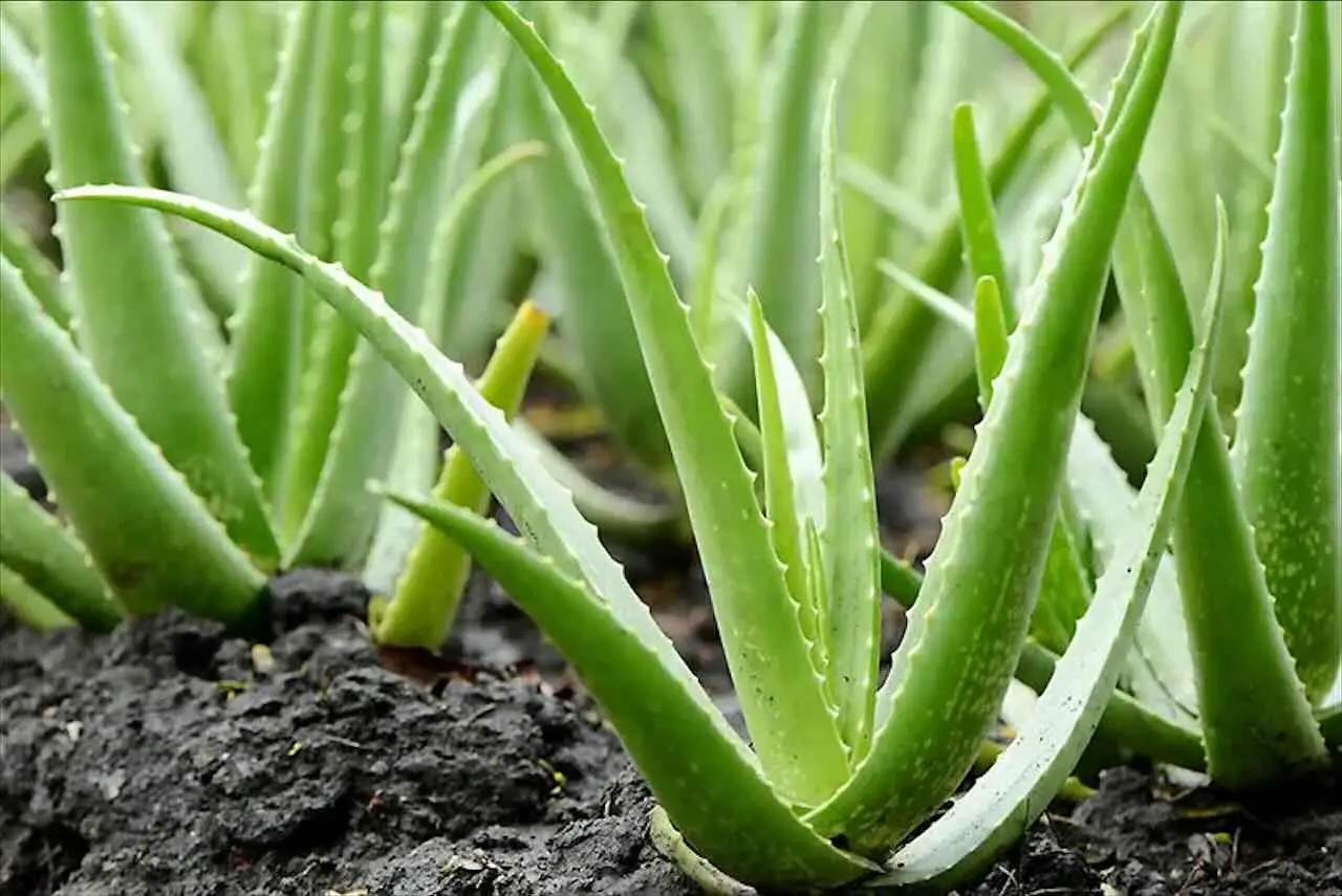 Come usare l’aloe vera direttamente nel terreno Come usare l’aloe vera direttamente nel terreno