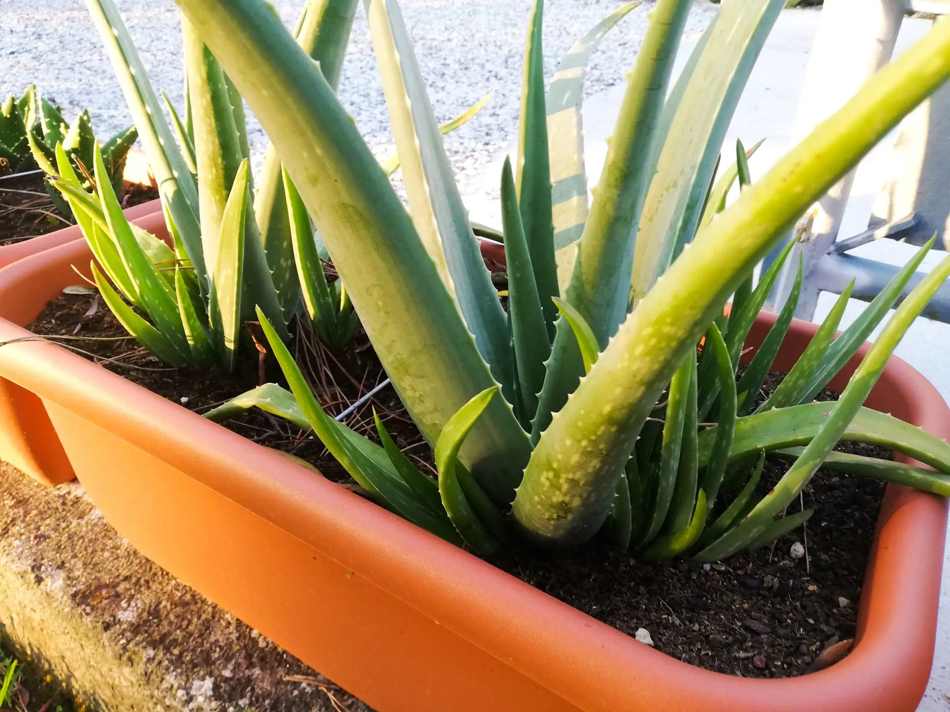 Come usare l’aloe vera direttamente nel terreno Come usare l’aloe vera direttamente nel terreno