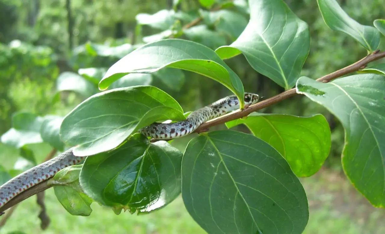 Attenzione a questi arbusti ornamentali: possono favorire infestazioni di serpenti Attenzione a questi arbusti ornamentali: possono favorire infestazioni di serpenti