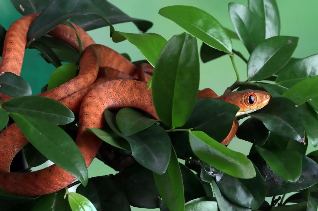 Attenzione a questi arbusti ornamentali: possono favorire infestazioni di serpenti Attenzione a questi arbusti ornamentali: possono favorire infestazioni di serpenti