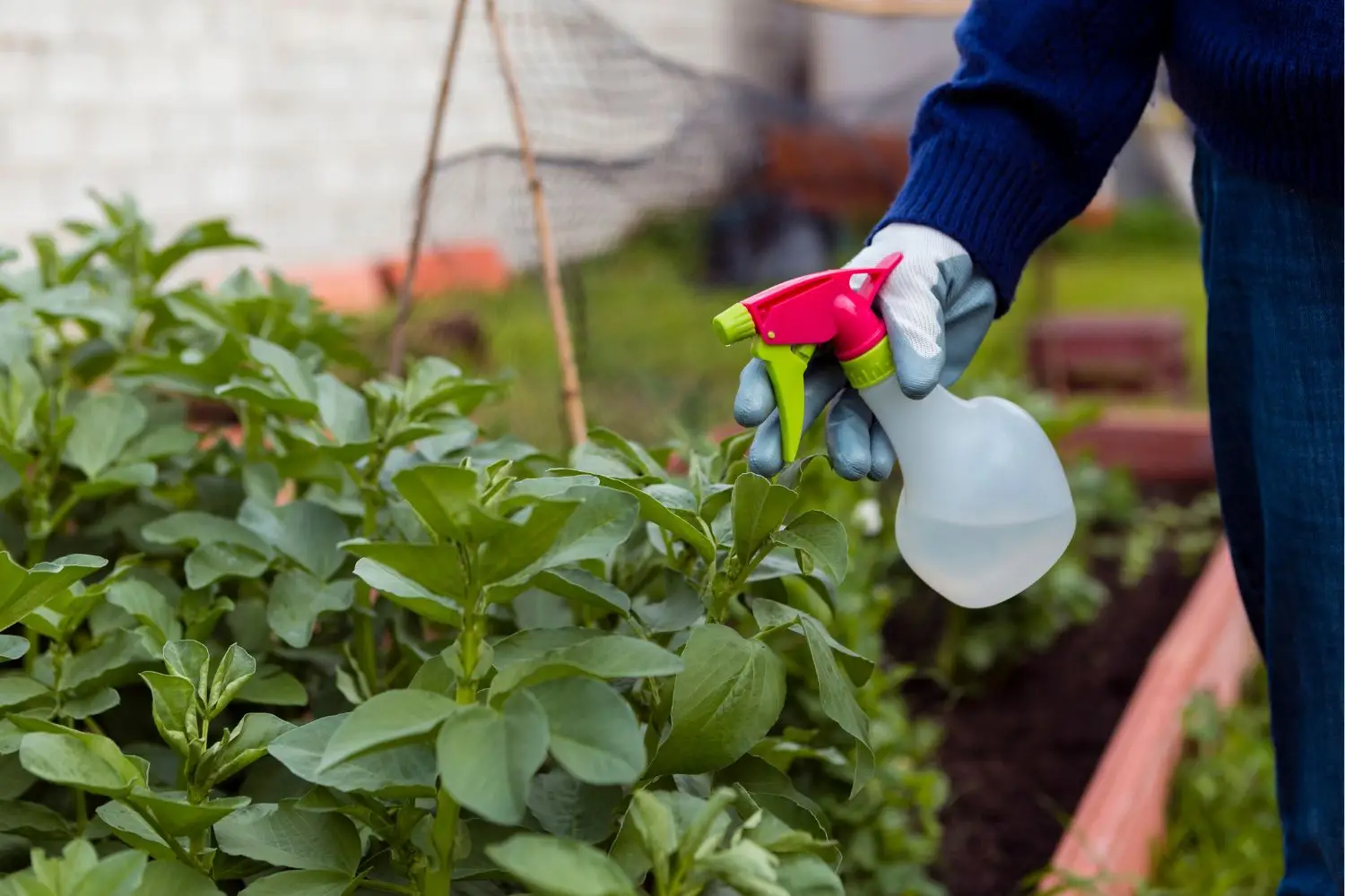Come eliminare gli afidi senza pesticidi: il rimedio naturale più potente Come eliminare gli afidi senza pesticidi: il rimedio naturale più potente