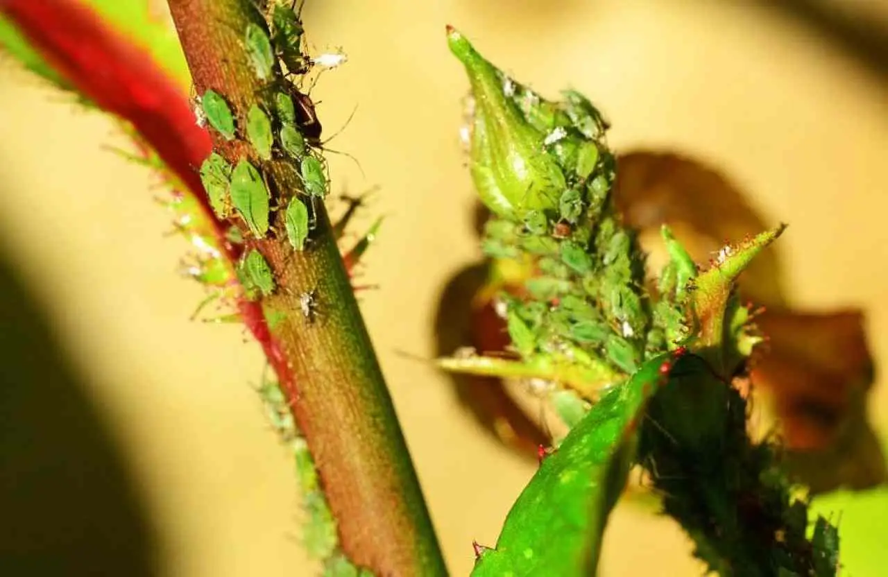 Come eliminare gli afidi senza pesticidi: il rimedio naturale più potente Come eliminare gli afidi senza pesticidi: il rimedio naturale più potente