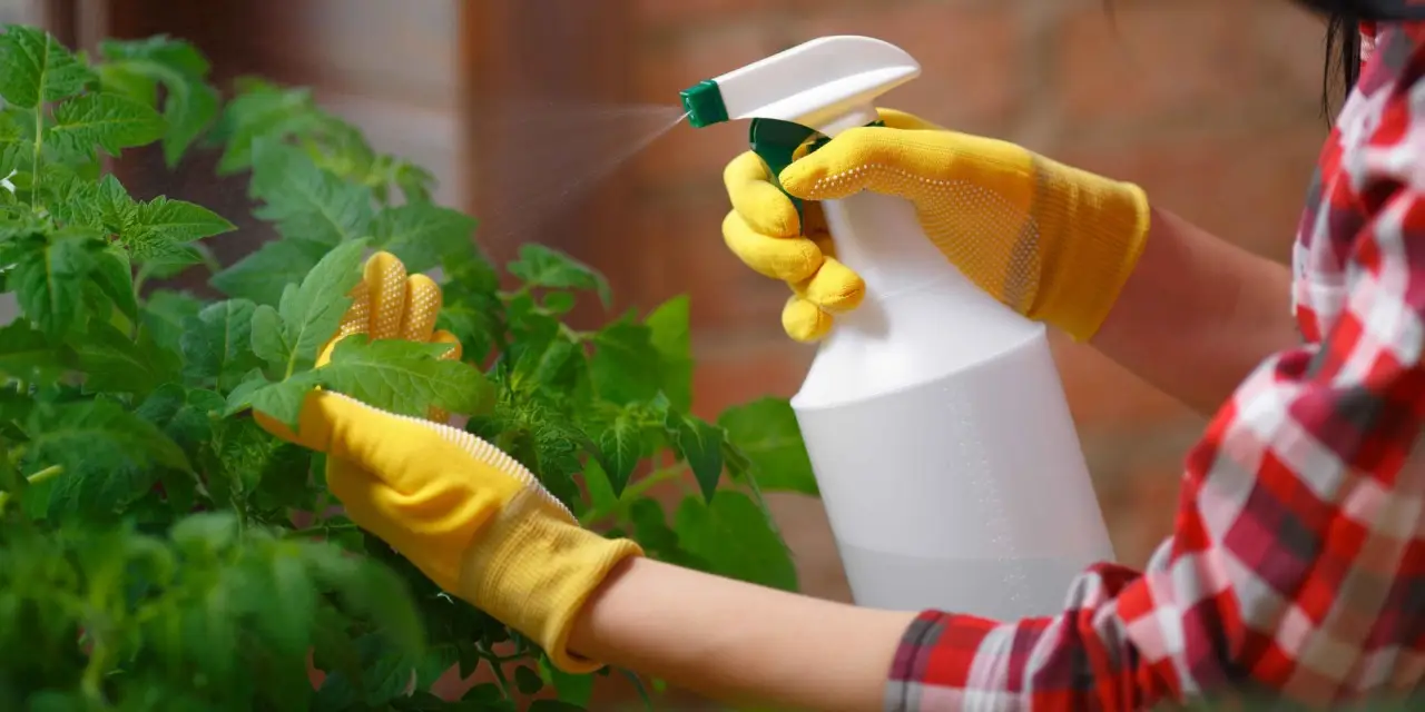 Come eliminare gli afidi senza pesticidi: il rimedio naturale più potente Come eliminare gli afidi senza pesticidi: il rimedio naturale più potente