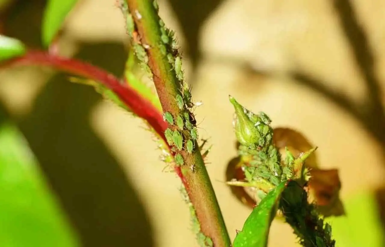 Come eliminare gli afidi senza pesticidi: il rimedio naturale più potente Come eliminare gli afidi senza pesticidi: il rimedio naturale più potente