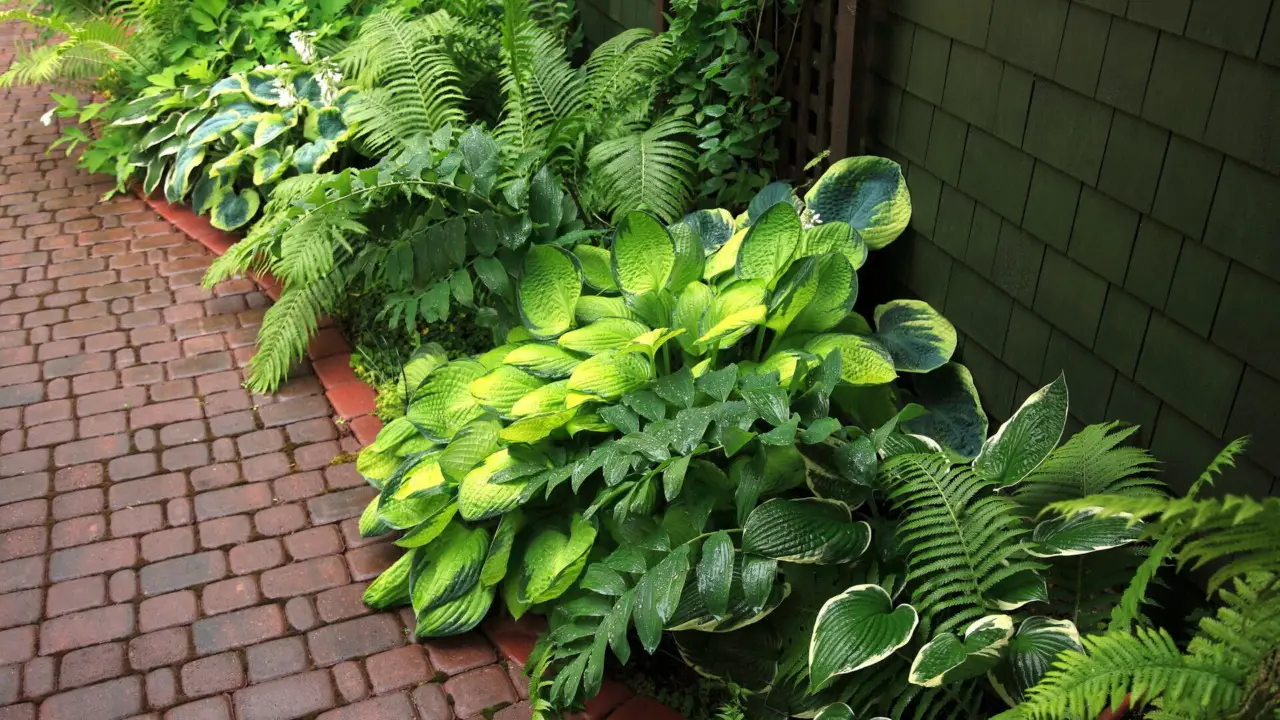 Piante che resistono al sole di giugno: ecco le più forti per il giardino Piante che resistono al sole di giugno: ecco le più forti per il giardino
