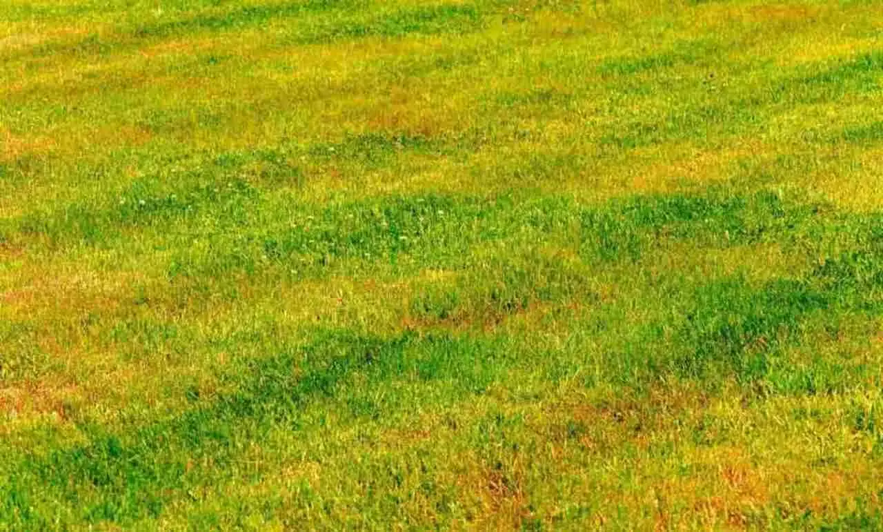 Attenzione al prato giallo: il segnale che stai commettendo questo errore Attenzione al prato giallo: il segnale che stai commettendo questo errore