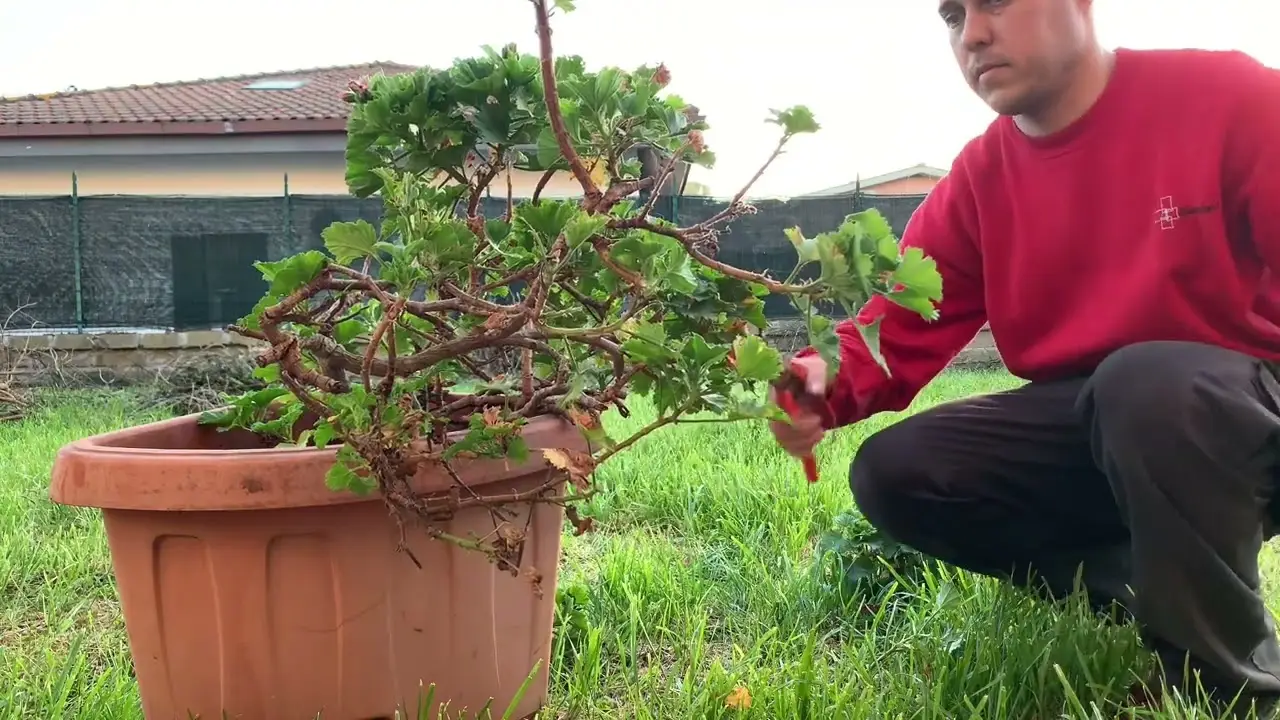 Gerani senza fiori? Ecco cosa manca davvero Gerani senza fiori? Ecco cosa manca davvero