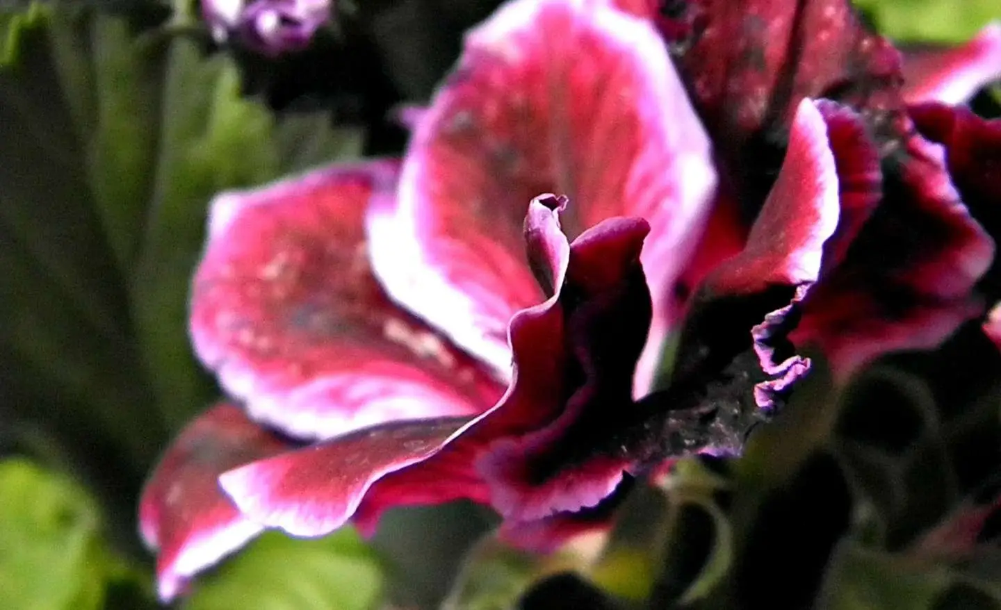 Gerani senza fiori? Ecco cosa manca davvero Gerani senza fiori? Ecco cosa manca davvero