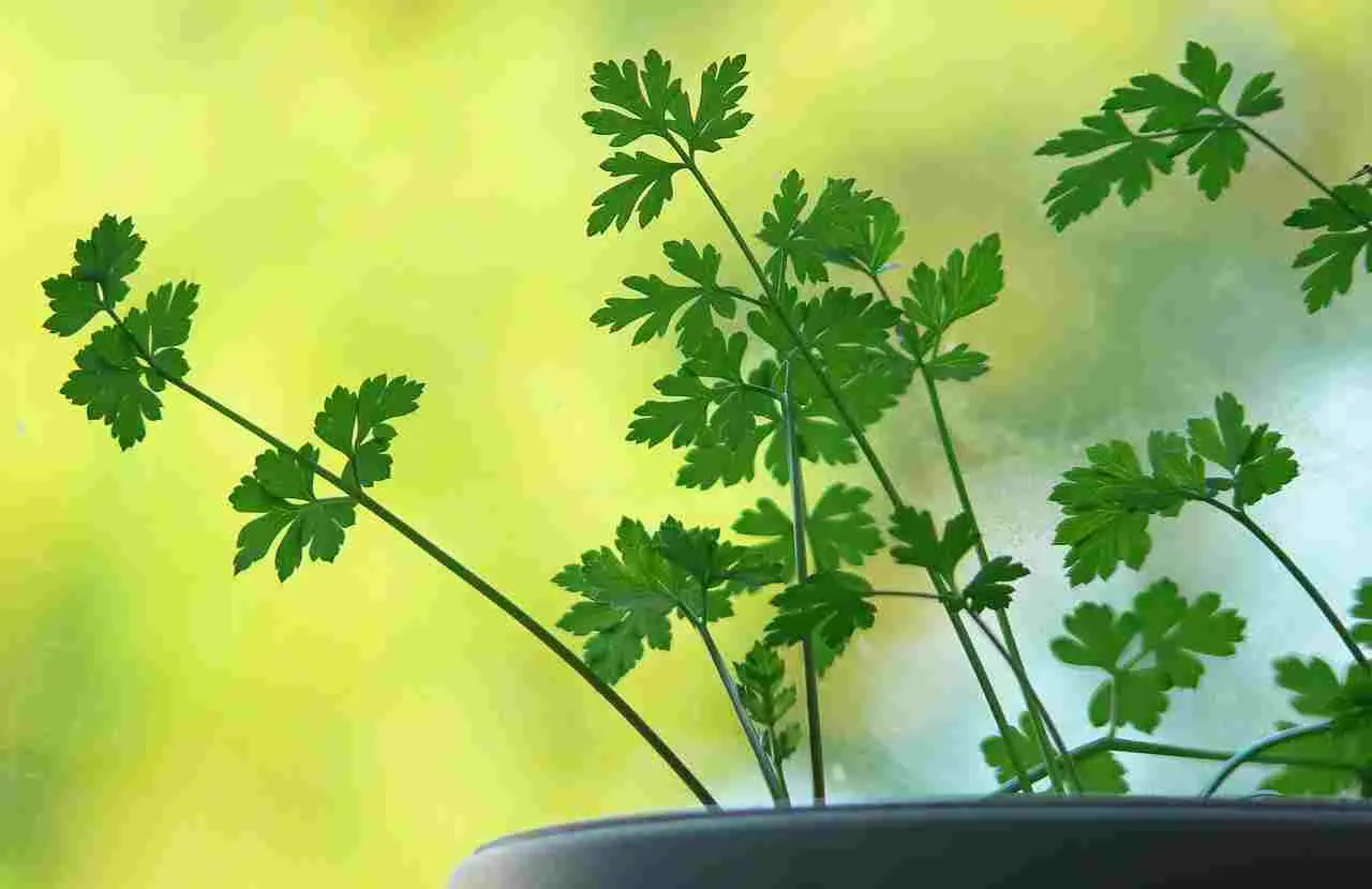 Gerani senza fiori? Ecco cosa manca davvero Gerani senza fiori? Ecco cosa manca davvero