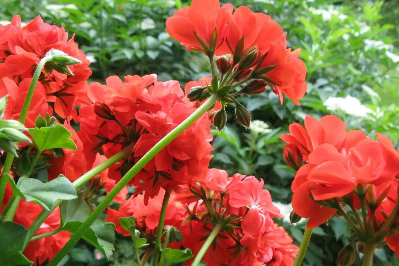 Gerani senza fiori? Ecco cosa manca davvero Gerani senza fiori? Ecco cosa manca davvero