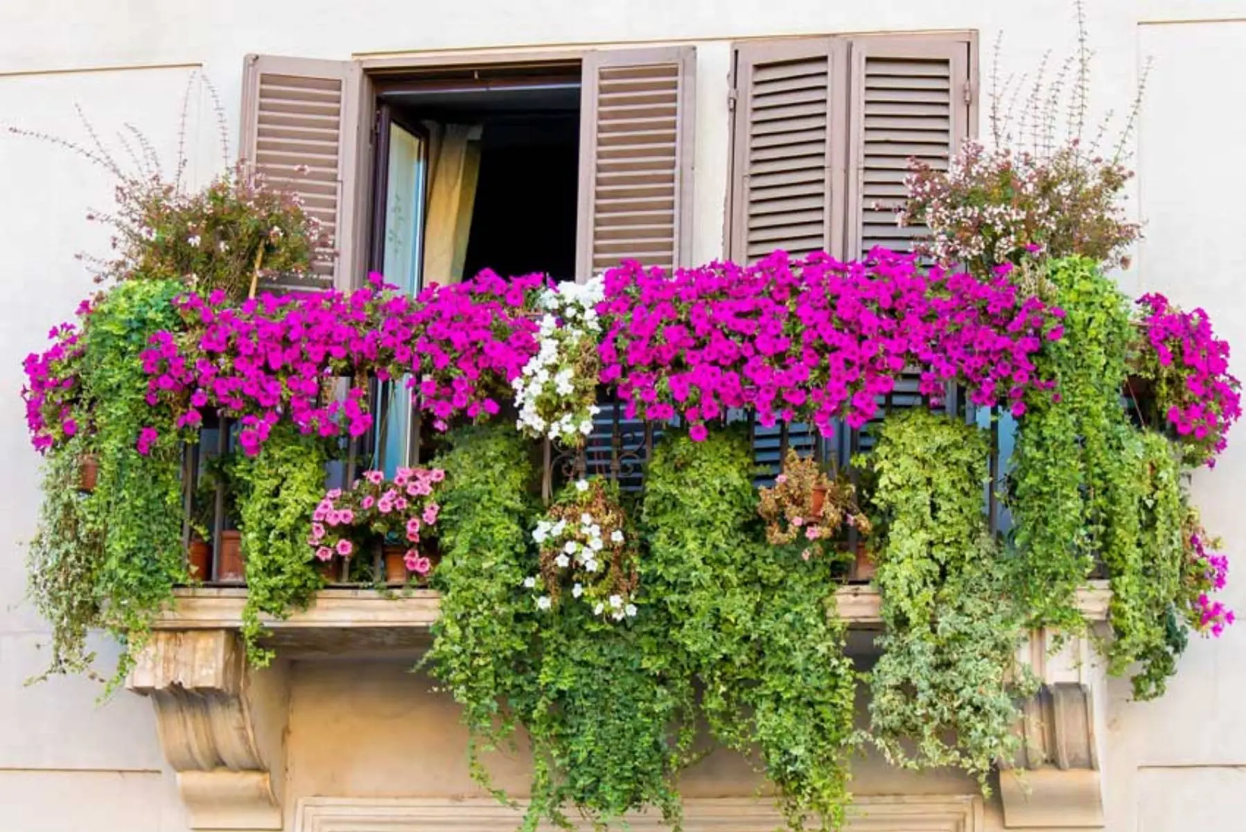 Piante che soffrono il vento: dove non metterle mai sul balcone Piante che soffrono il vento: dove non metterle mai sul balcone