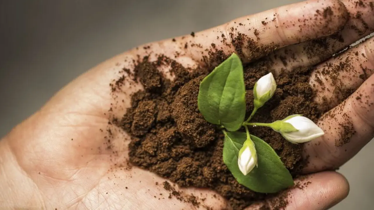 Fertilizzante naturale con i fondi di caffè: ecco come usarli correttamente Fertilizzante naturale con i fondi di caffè: ecco come usarli correttamente