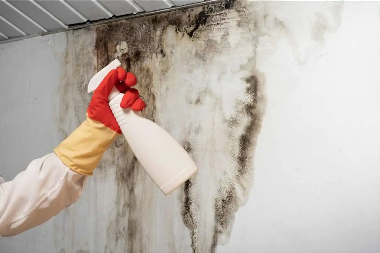 Come eliminare la muffa dalle pareti senza candeggina: il metodo più efficace Come eliminare la muffa dalle pareti senza candeggina: il metodo più efficace