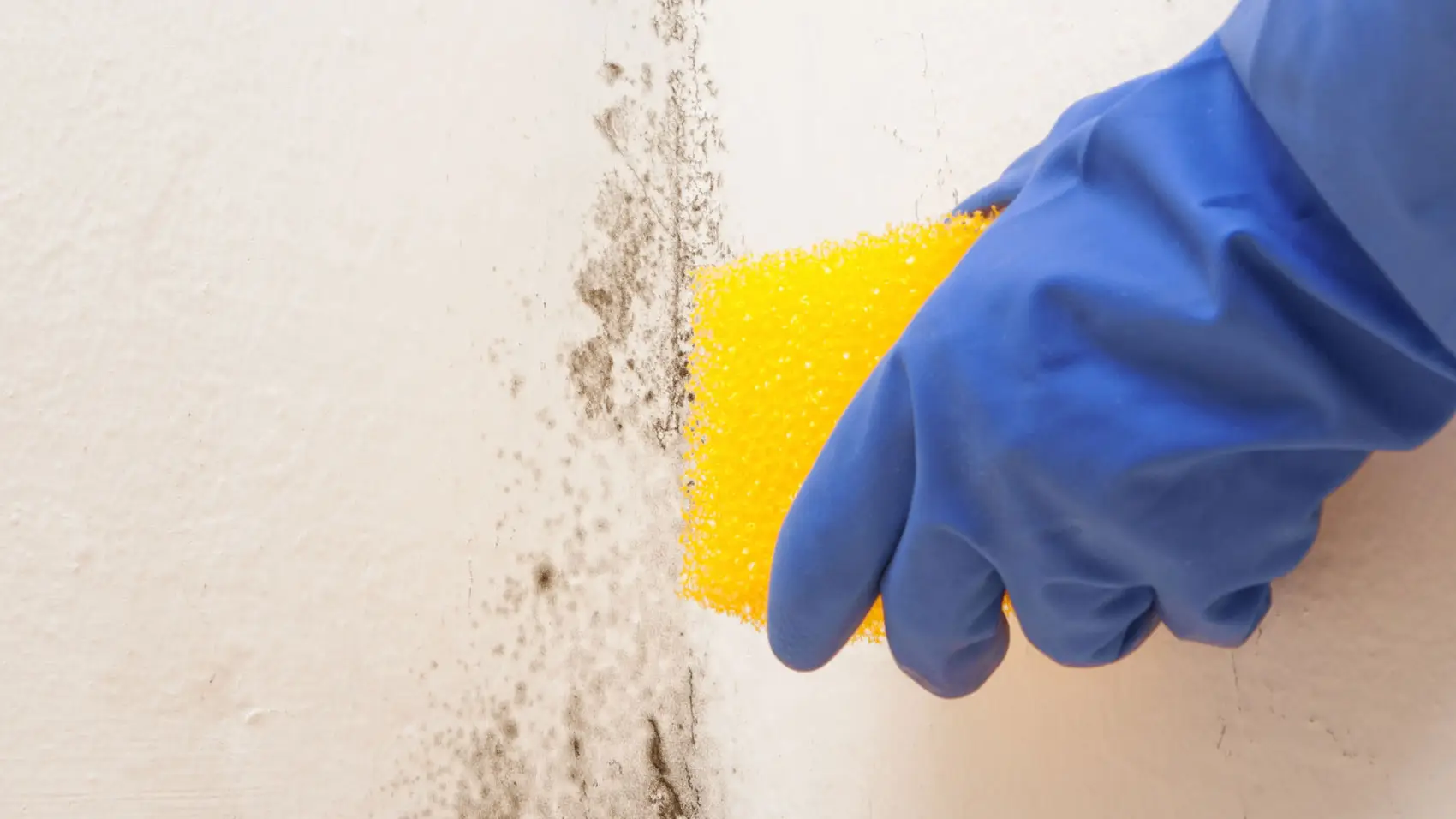 Come eliminare la muffa dalle pareti senza candeggina: il metodo più efficace Come eliminare la muffa dalle pareti senza candeggina: il metodo più efficace